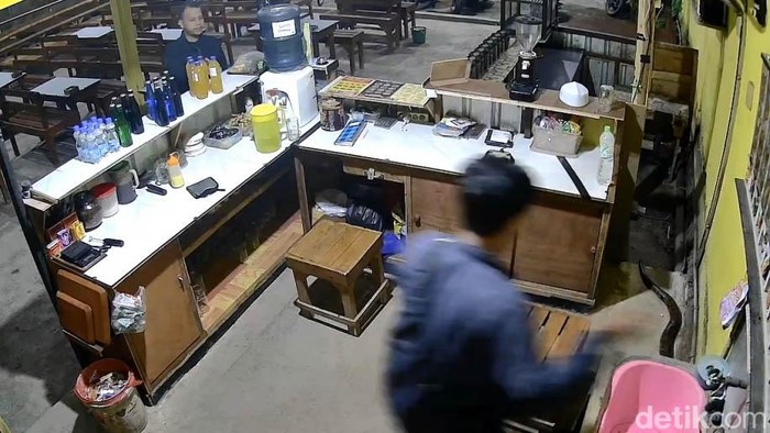 Evakuasi ular piton masuk warung kopi di Pasuruan