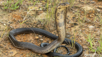 Ajaib, Ratusan Nelayan Hidup Damai Bersama Ribuan Kobra Paling Berbisa