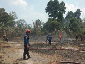 Warga Lamsel Lalai Bakar Sampah Akibatkan 1,5 Hektare Lahan Hangus