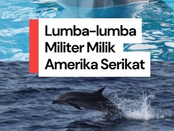 Video: AS Ternyata Punya Pasukan Lumba-lumba Militer