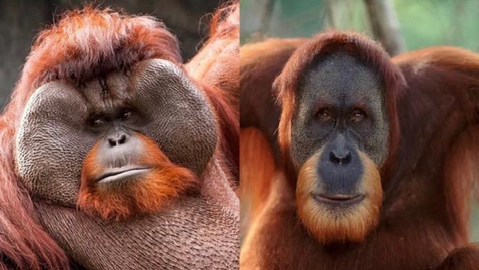 Orangutan Kalimantan (kiri) dan orangutan Sumatera