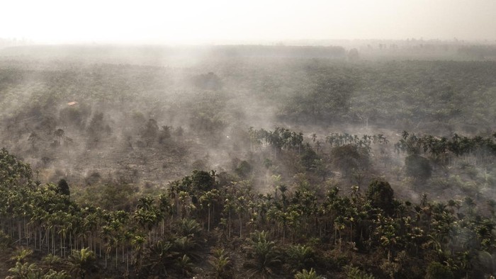 Foto udara asap mengepul dari kebun kelapa sawit dan pinang yang terbakar di Desa Pandan Sejahtera, Tanjung Jabung Timur, Jambi, Selasa (25/8/2026). Hingga Selasa (25/8) atau memasuki hari ketiga kebakaran, Manggala Agni Daops Bukit Tempurung dan tim gabungan masih mengupayakan pemadaman di lahan gambut yang telah ditanami kelapa sawit dan pinang tersebut dengan membuat sumur bor karena minimnya sumber air. ANTARA FOTO/Wahdi Septiawan/YU
