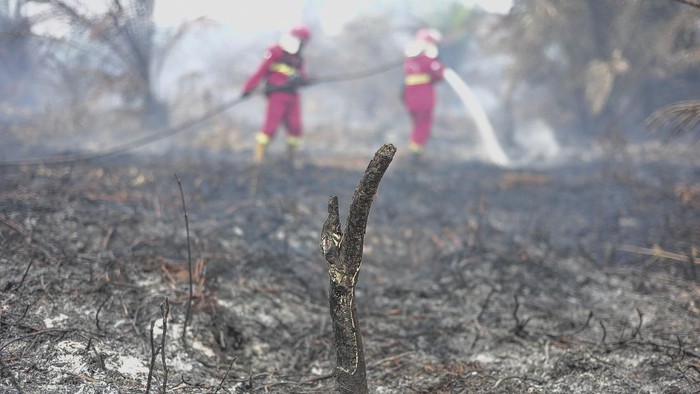 Foto udara asap mengepul dari kebun kelapa sawit dan pinang yang terbakar di Desa Pandan Sejahtera, Tanjung Jabung Timur, Jambi, Selasa (25/8/2026). Hingga Selasa (25/8) atau memasuki hari ketiga kebakaran, Manggala Agni Daops Bukit Tempurung dan tim gabungan masih mengupayakan pemadaman di lahan gambut yang telah ditanami kelapa sawit dan pinang tersebut dengan membuat sumur bor karena minimnya sumber air. ANTARA FOTO/Wahdi Septiawan/YU