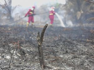 Bukan Tanah Biasa, Begini Asal-usul Gambut di Indonesia