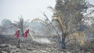 Manggala Agni Padamkan Karhutla di Lahan Gambut Jambi
