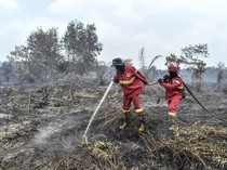 Singkong Efektif untuk Memadamkan Karhutla? Pakar Beri Jawaban Ini
