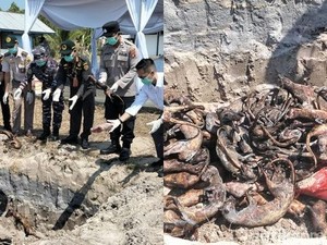 538 Kg Daging Tanpa Dokumen Dimusnahkan, Ada Garangan hingga Landak