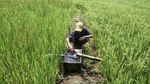 Petani Tasikmalaya Bertahan di Tengah Kemarau dengan Kincir Air