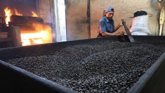 Mengintip Produksi dan Pengolahan Biji Kopi Secara Tradisional