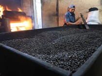 Mengintip Produksi dan Pengolahan Biji Kopi Secara Tradisional