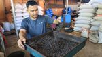 Mengintip Produksi dan Pengolahan Biji Kopi Secara Tradisional