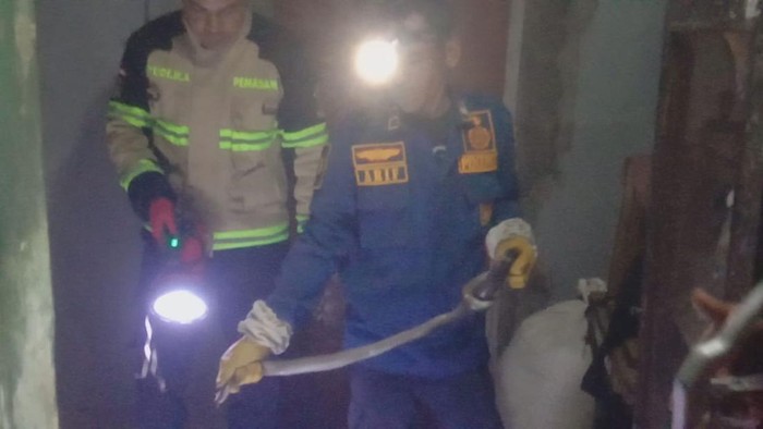 Proses evakuasi kobra masuk rumah warga di Kuningan