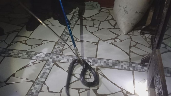 Proses evakuasi kobra masuk rumah warga di Kuningan