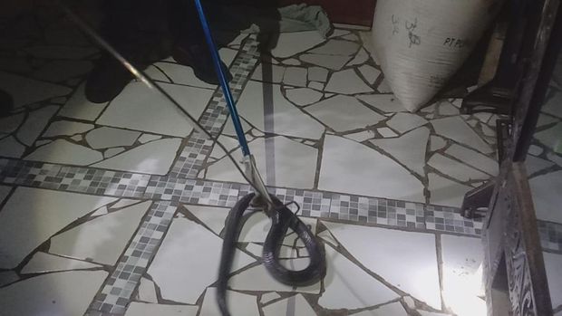 Proses evakuasi kobra masuk rumah warga di Kuningan Proses evakuasi kobra masuk rumah warga di Kuningan