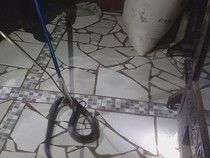Desis Ular Kobra Jawa di Rumah Guru Ngaji Kuningan