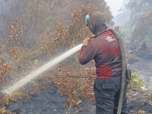 900 Ha Lahan di Kerumutan Terbakar, Tim Gabungan Berjibaku Pemadaman