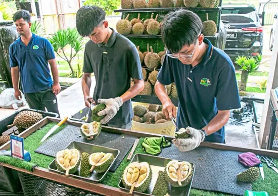 Remaja 22 tahun sukses bisnis durian Keren! Pemuda 22 Tahun Bikin Bisnis Durian Keluarga Go Global