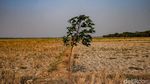 Sawah Bekasi Mengering, Petani Terancam Gagal Panen di Tengah Kemarau Panjang