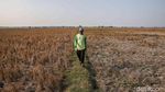 Sawah Bekasi Mengering, Petani Terancam Gagal Panen di Tengah Kemarau Panjang