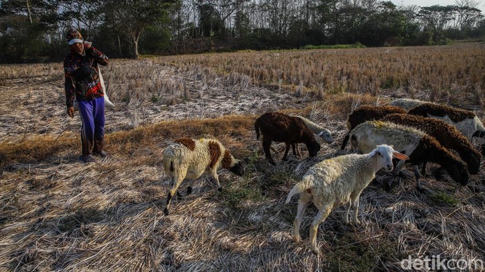 Sejumlah warga beraktivitas di sawah yang mengalami kekeringan di kawasan Desa Sindang Sari, Kabupaten Bekasi, Jawa Barat, Rabu (26/8/2026)