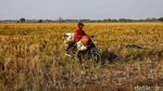 Sawah Bekasi Mengering, Petani Terancam Gagal Panen di Tengah Kemarau Panjang