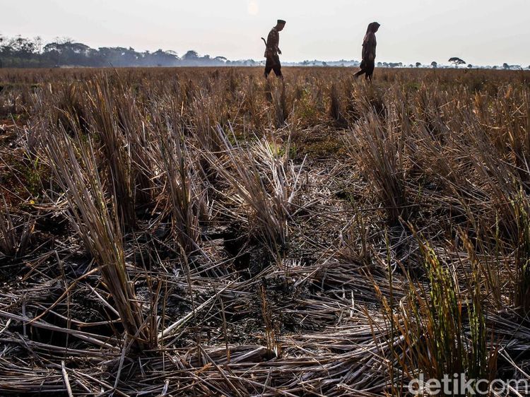Sawah Bekasi Mengering, Petani Terancam Gagal Panen di Tengah Kemarau Panjang