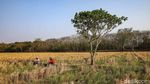 Sawah Bekasi Mengering, Petani Terancam Gagal Panen di Tengah Kemarau Panjang