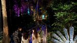 Foto-foto Estetik Wisata Malam di Hutan Langkawi