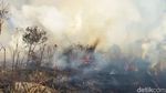 Hutan TNBTS Jalur Pendakian Semeru Terbakar