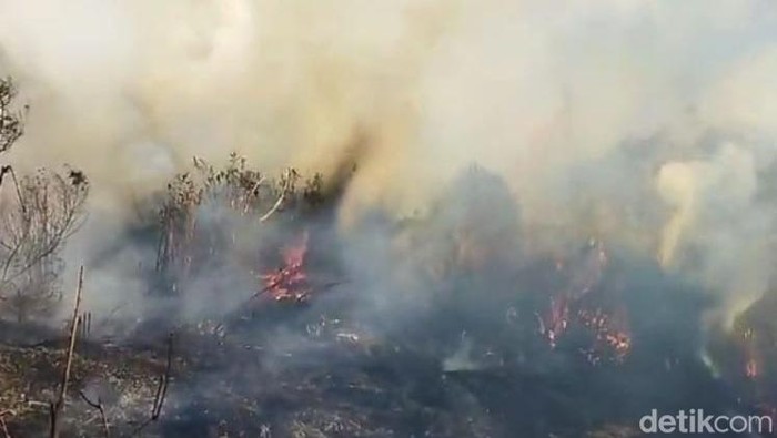Hutan TNBTS di jalur pendakian Semeru terbakar