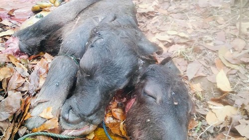 Anak kerbau kembar siam lahir dalam kondisi mari di Kecamatan Sano Nggoang, Manggarai Barat, NTT, Selasa (25/8/202).