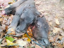 Penjelasan Ahli soal Anak Kerbau Berkepala Dua di Manggarai Barat NTT