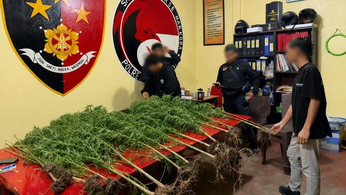 Polres Jayawijaya menemukan ladang ganja di Kampung Kampung Pipukmo, Jayawijaya.