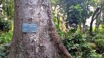 Healing Sejenak di Kafe Bernuansa Hutan di Jakarta Pusat