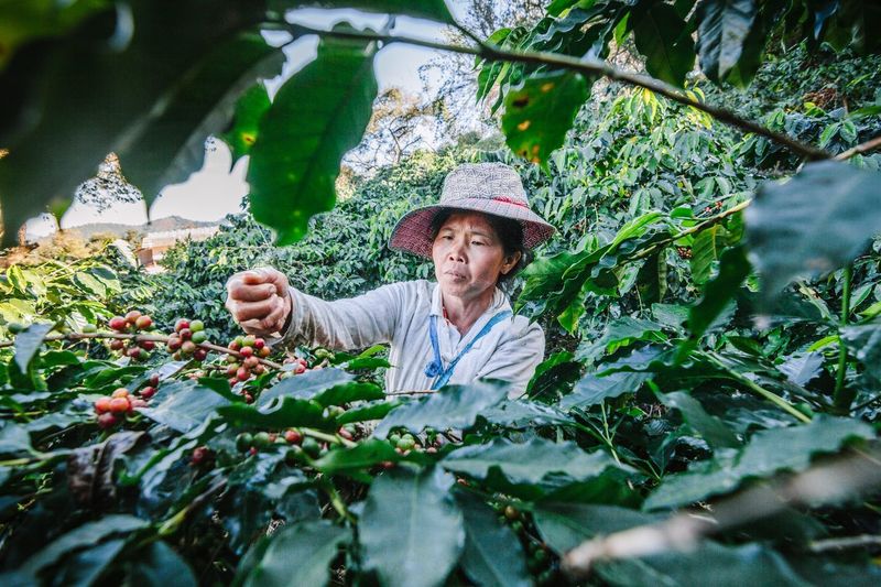 5 Negara Penghasil Kopi di Asia, Indonesia Punya Mandheling yang Mendunia