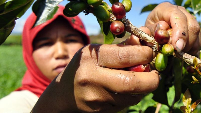 5 Negara Penghasil Kopi di Asia, Indonesia Punya Mandheling yang Mendunia