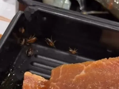 Apes! Lagi Asyik Makan Hotpot, Pelanggan Syok Temukan Kecoa di Daging