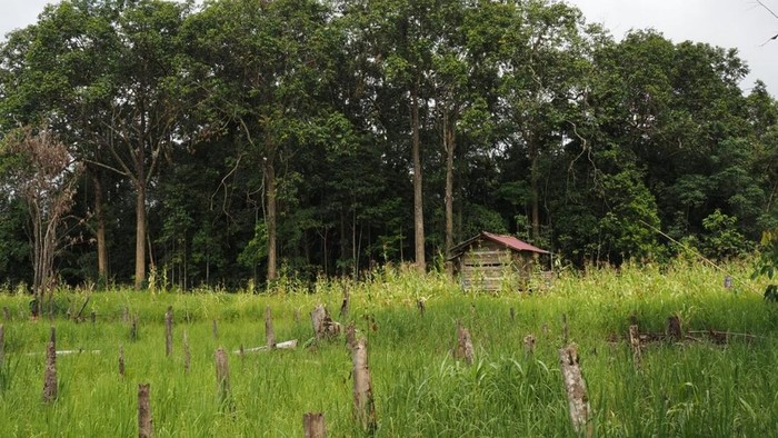 Gambaran sistem gulir balik komunitas Dayak Iban Sungai Utik