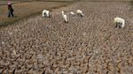 Kemarau Memuncak, Hamparan Sawah di Bogor Mengering