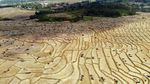 Kemarau Memuncak, Hamparan Sawah di Bogor Mengering