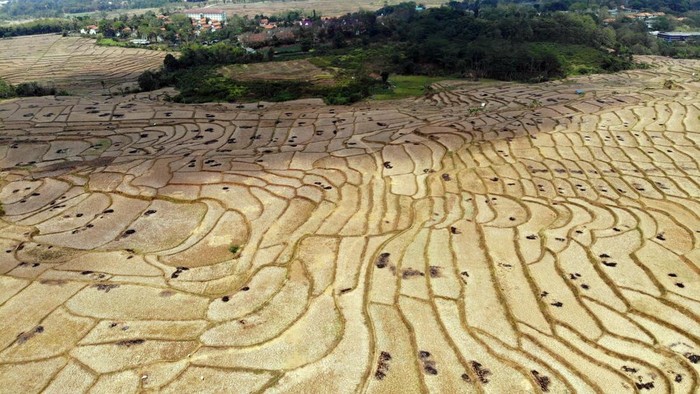 Warga menggembala ternak di persawahan yang kering  terdampak musim kemarau di Desa Wening Galih, Jonggol, Kabupaten Bogor, Jawa Barat, Jumat (28/8/2026). Badan Meteorologi, Klimatologi, dan Geofisika (BMKG) memproyeksikan fenomena El Nino dengan intensitas sangat kuat di Jawa Barat mencapai puncak kekeringan pada September-Oktober, dan hujan diprediksi mulai turun secara bertahap pada November. ANTARA FOTO/Yulius Satria Wijaya/bar