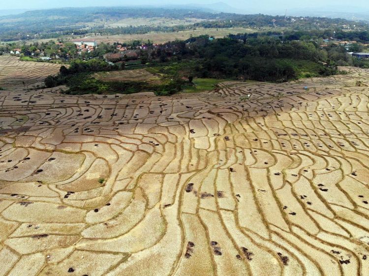 Kemarau Memuncak, Hamparan Sawah di Bogor Mengering