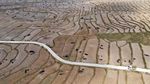 Kemarau Memuncak, Hamparan Sawah di Bogor Mengering