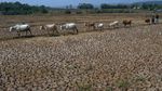 Kemarau Memuncak, Hamparan Sawah di Bogor Mengering