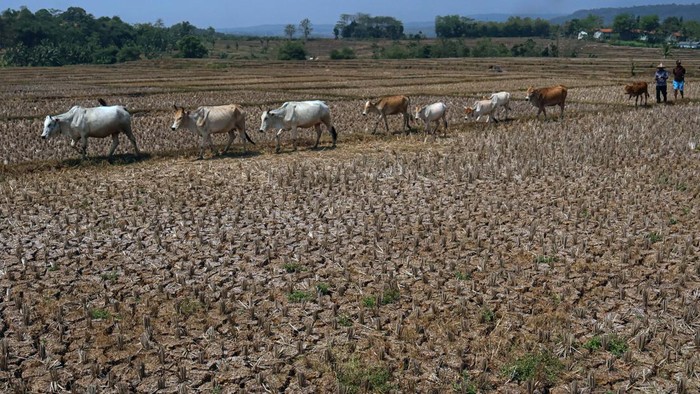 Warga menggembala ternak di persawahan yang kering  terdampak musim kemarau di Desa Wening Galih, Jonggol, Kabupaten Bogor, Jawa Barat, Jumat (28/8/2026). Badan Meteorologi, Klimatologi, dan Geofisika (BMKG) memproyeksikan fenomena El Nino dengan intensitas sangat kuat di Jawa Barat mencapai puncak kekeringan pada September-Oktober, dan hujan diprediksi mulai turun secara bertahap pada November. ANTARA FOTO/Yulius Satria Wijaya/bar
