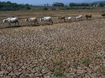 Kalimantan Bagian Selatan Diprediksi Masuk Puncak Kemarau September 2026