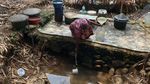 Kemarau Memuncak, Hamparan Sawah di Bogor Mengering