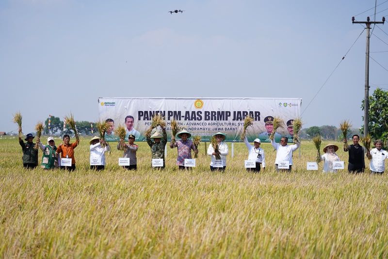 Lucky Hakim saat panen hasil program Pertanian Modern–Advanced Agricultural System (PM-AAS) di Desa Plosokerep, Kecamatan Terisi.