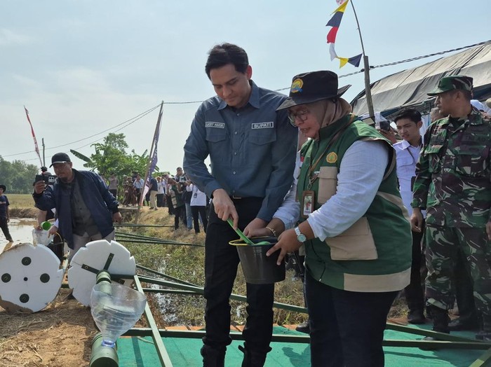 Lucky Hakim saat panen hasil program Pertanian ModernAdvanced Agricultural System (PM-AAS) di Desa Plosokerep, Kecamatan Terisi.