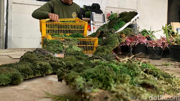 Lumut Jadi Karya Seni Bernilai Jutaan, Ini Kreasi Warga Kota Batu